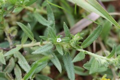 Heliotropium scabrum